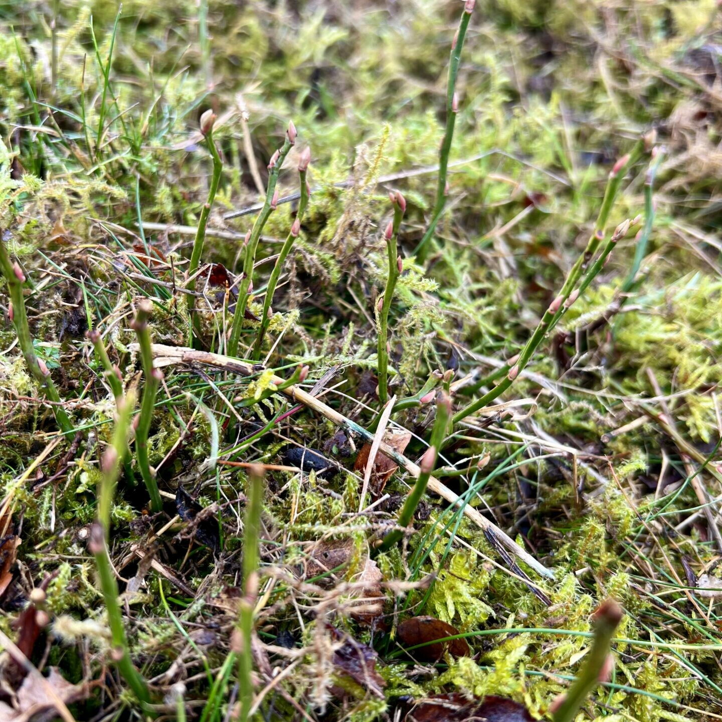 Vorbereitung Pflanzplots Vor der Entmoosung