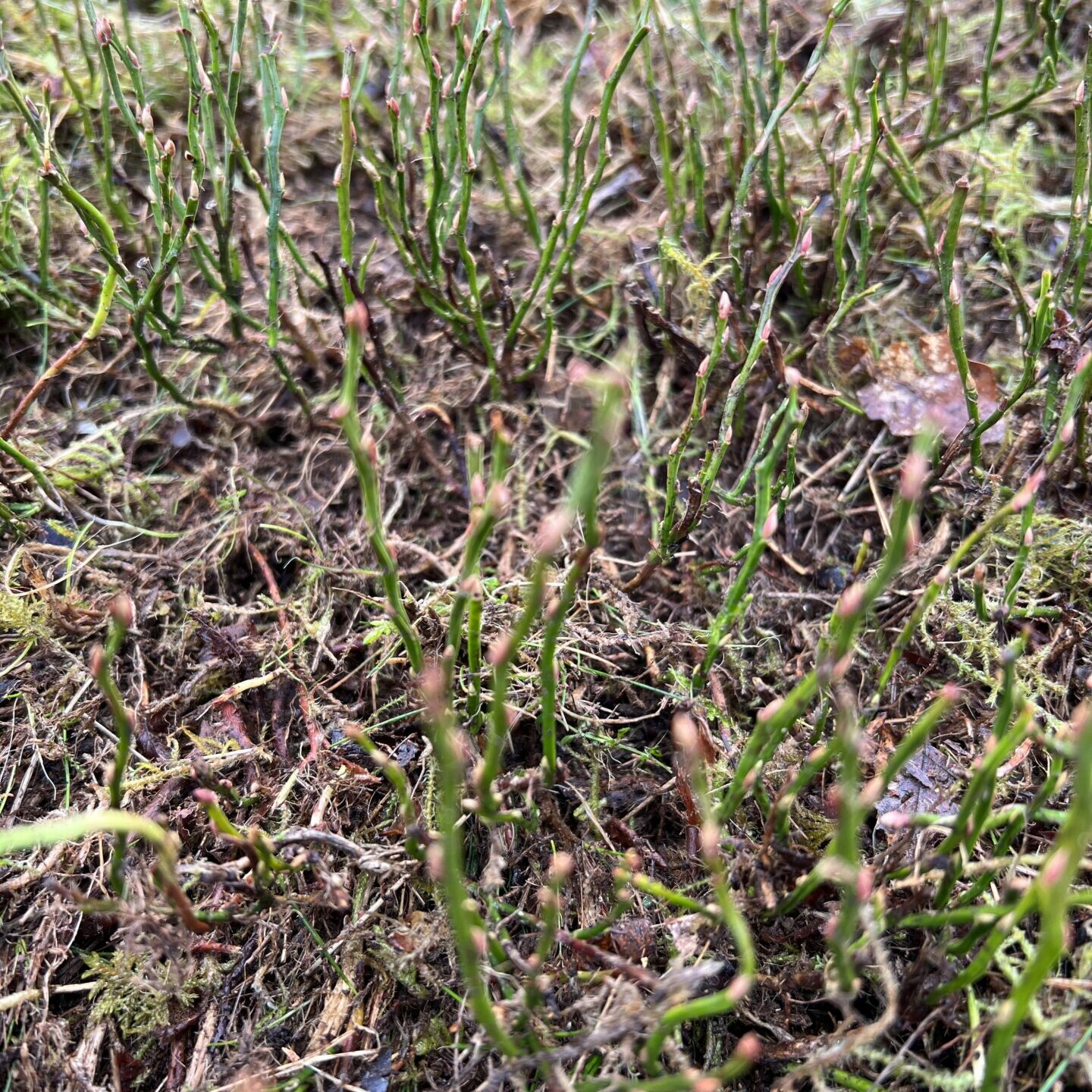 Vorbereitung Pflanzplots Nach der Entmoosung