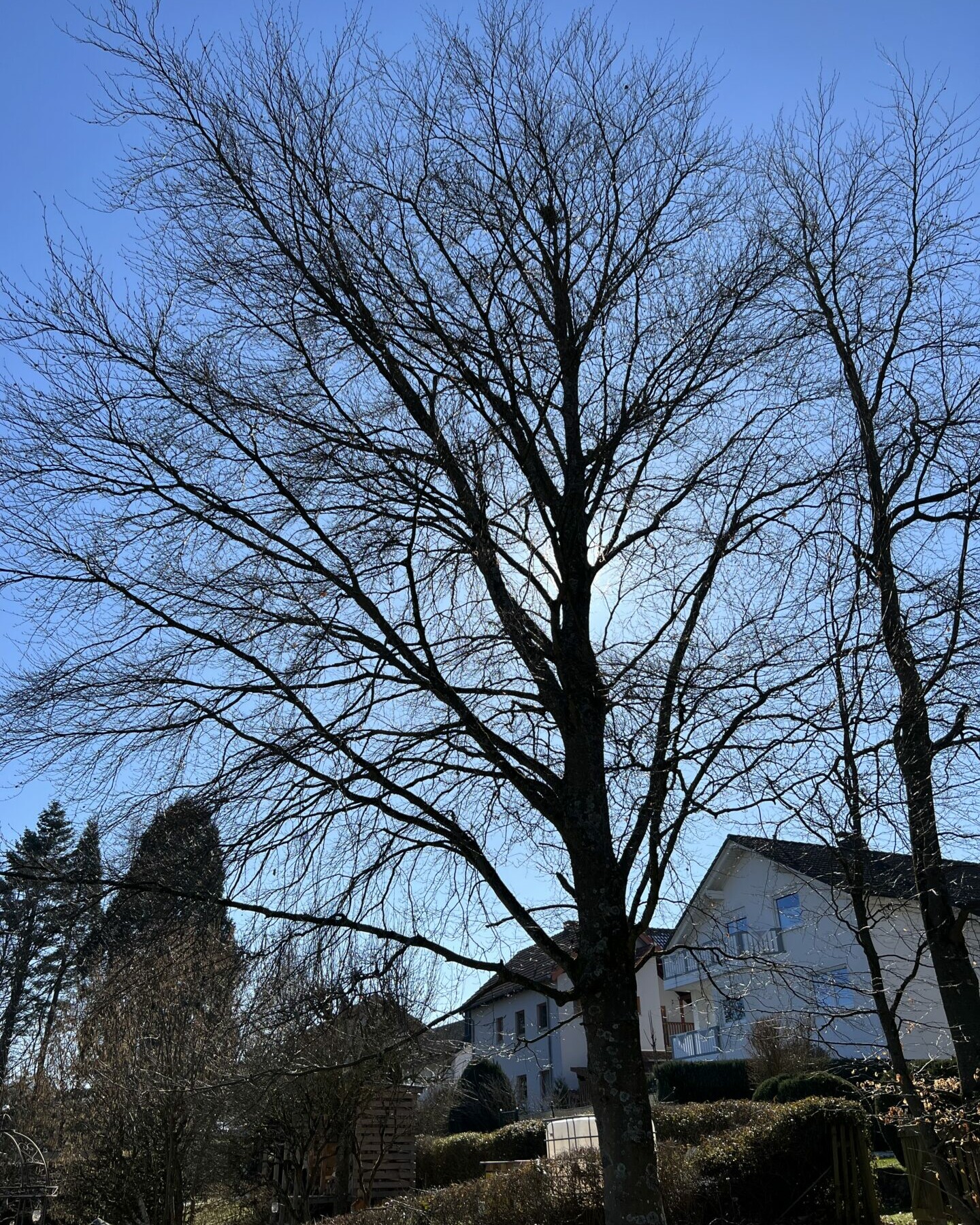 Baumpflege einer BlutbucheKronenauslichtung vor dem Schnitt