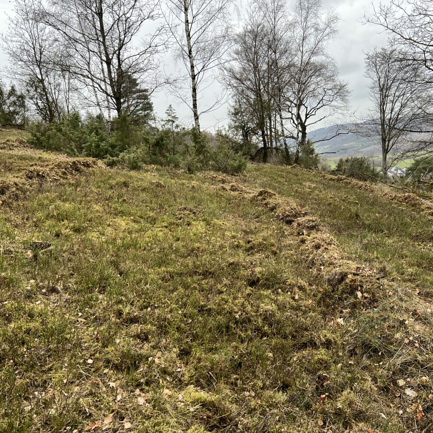 Heidelandschaftspflege (Grünschnitt geschwadet)