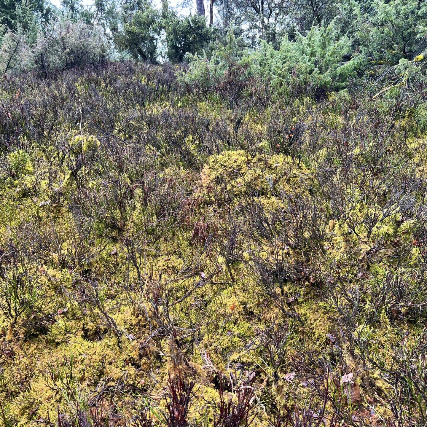 Heidelandschaftspflege (vor der Maßnahme Heidelbeerflächen entmoosen)