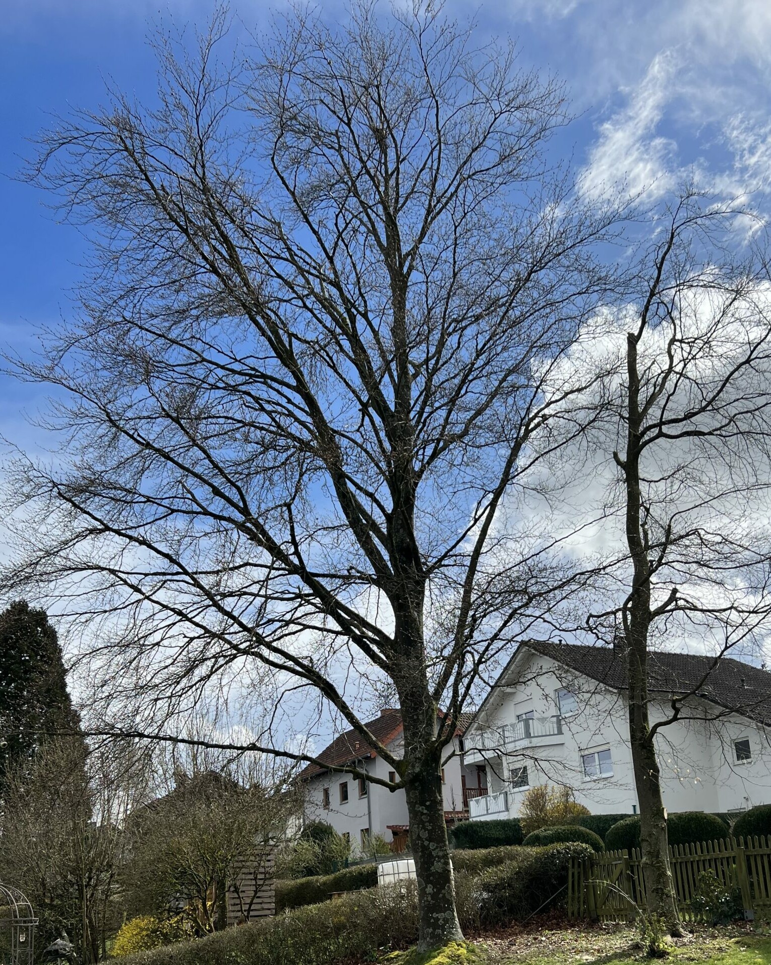 Baumpflege einer BlutbucheKronenauslichtung nach dem Schnitt