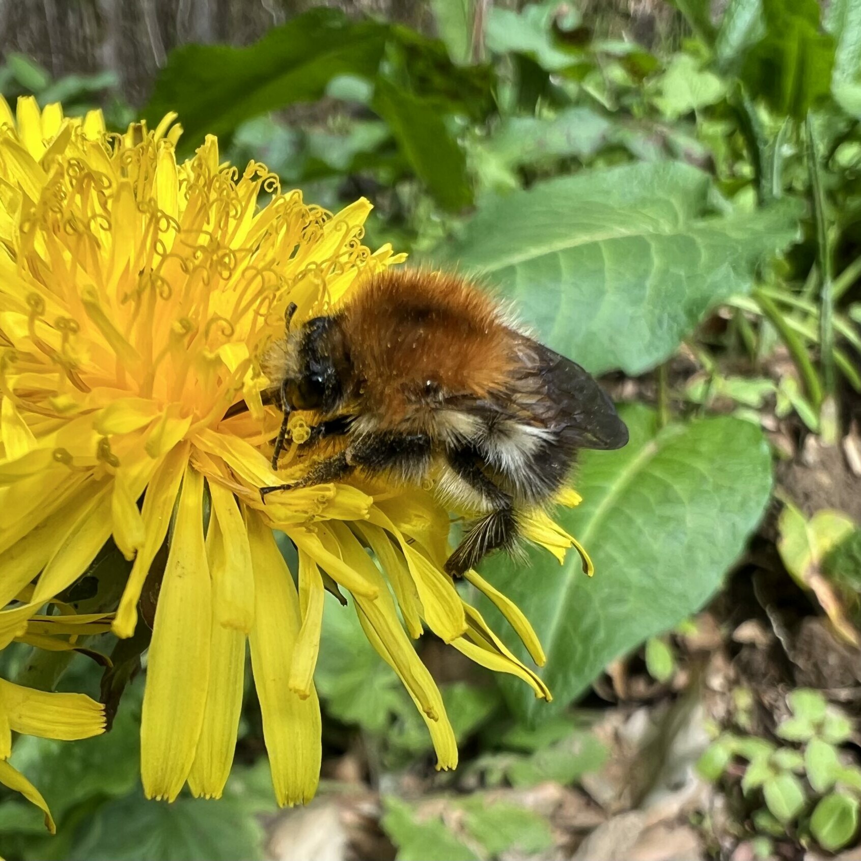 Emotionales Bild (Hummel auf einem Löwenzahn)