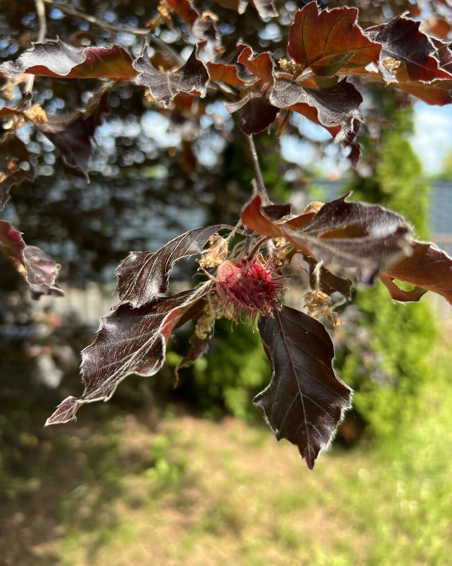 Zur Baumpflege einer Blutbuche