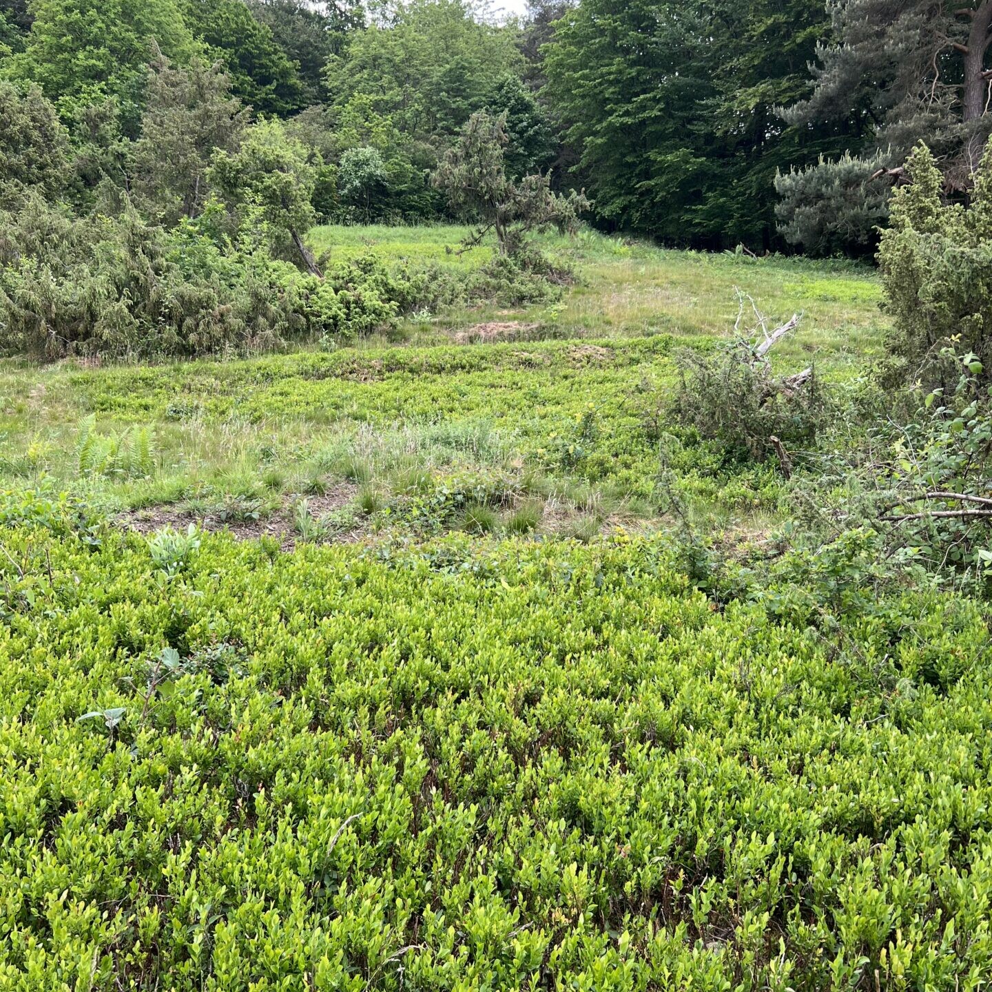 Ergebnis nach der Heidelandschaftspflege