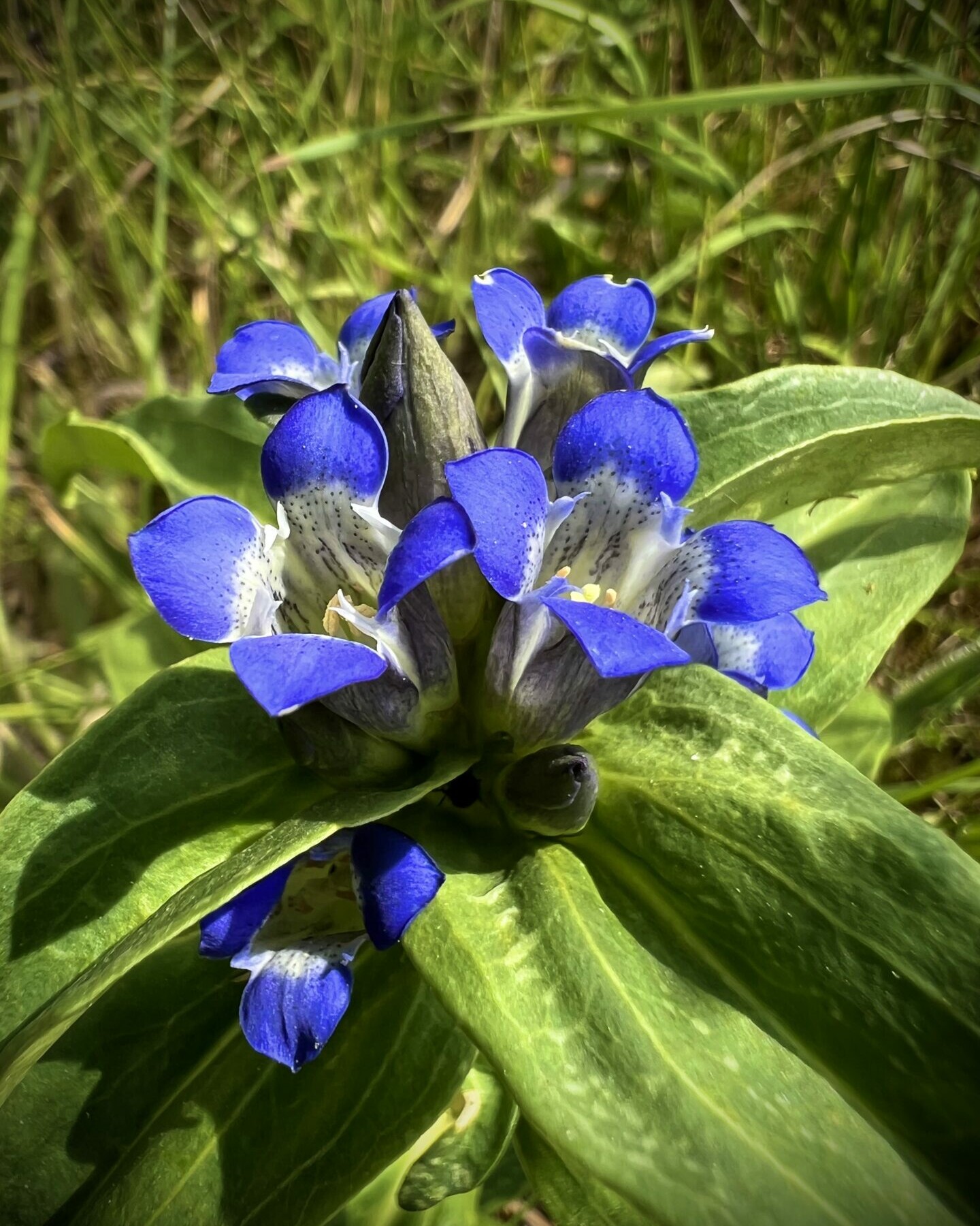 Schützende Pflanzen (Kreuz Enzian)