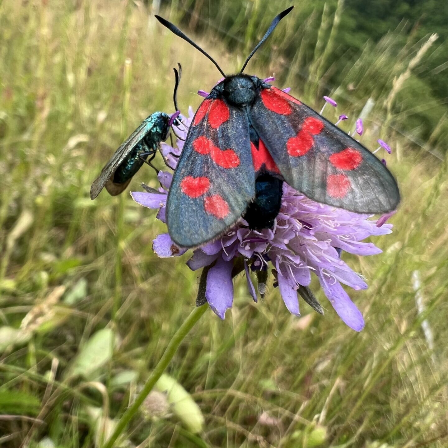 Emotionales Bild (Sechsfleckwidderchen)