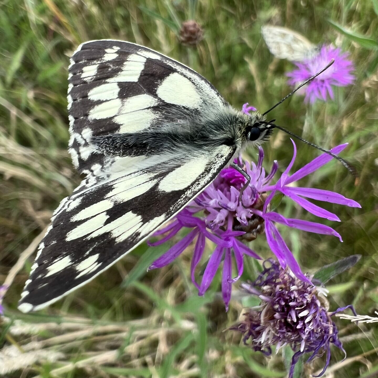 Emotionales Bild (Schachbrettfalter)