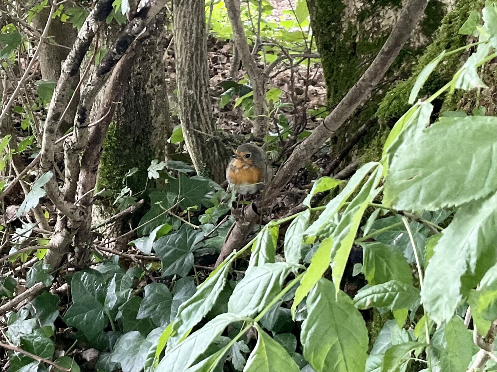 Schöne Begegnungen (Rotkehlchen)