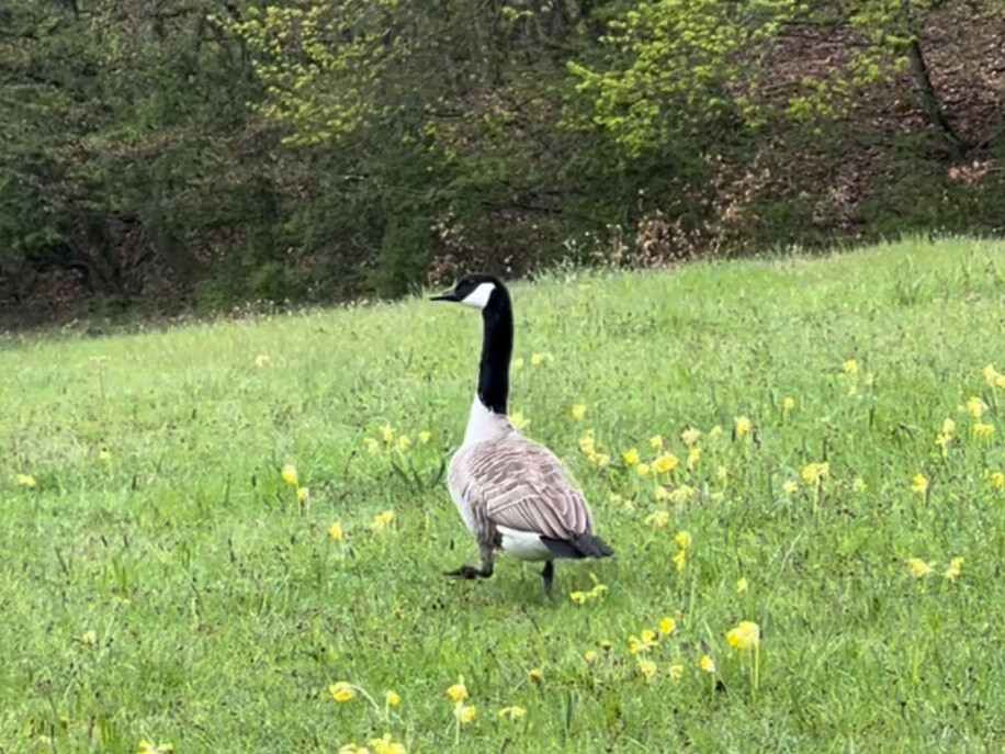 Schöne Begegnungen (Kanadagans)