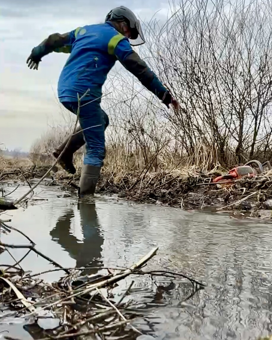 Gehölzschnitt in Feuchtgebieten