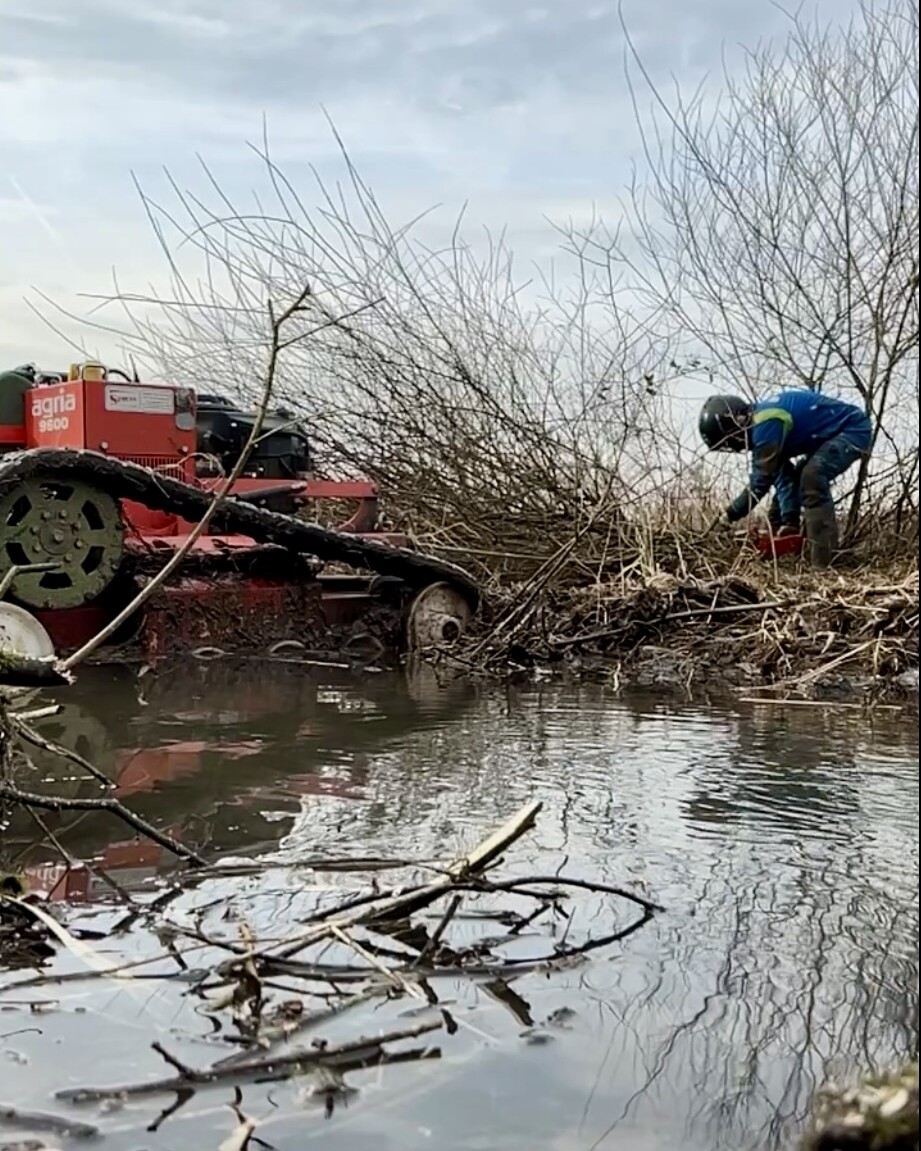Gehölzschnitt in Feuchtgebieten