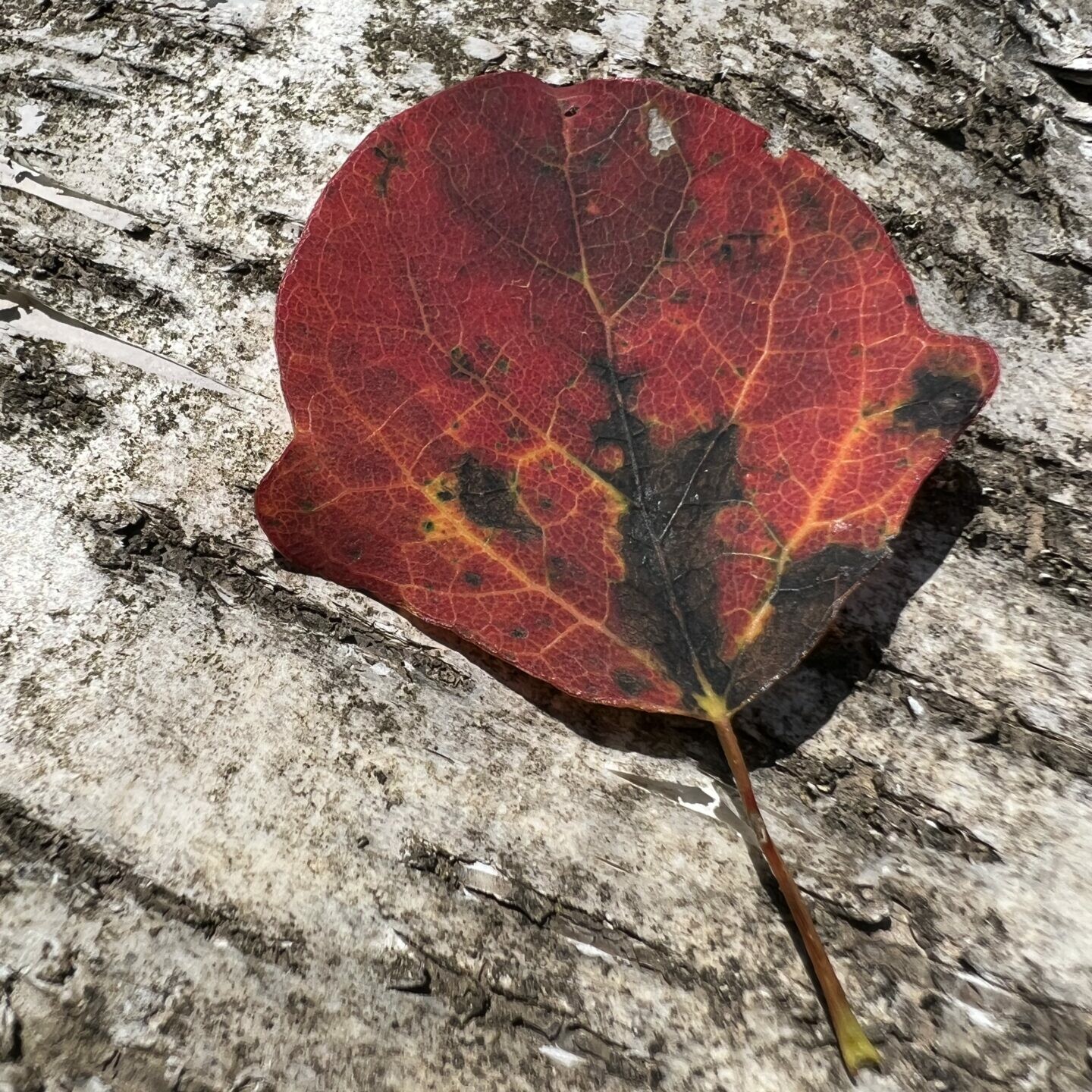 Farbspiel der Bäume (Herbstfärbung Zitterpappel)