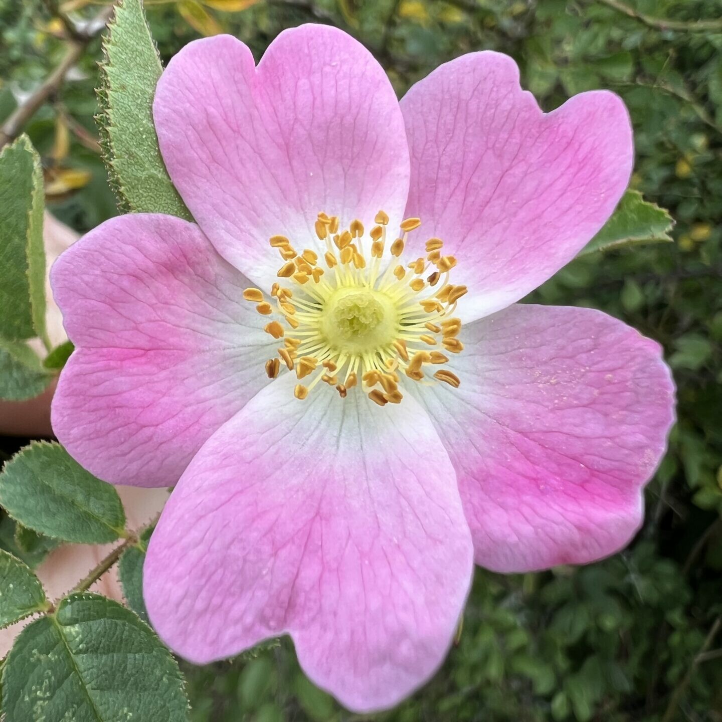 Emotionales Bild (Hunds Rose)