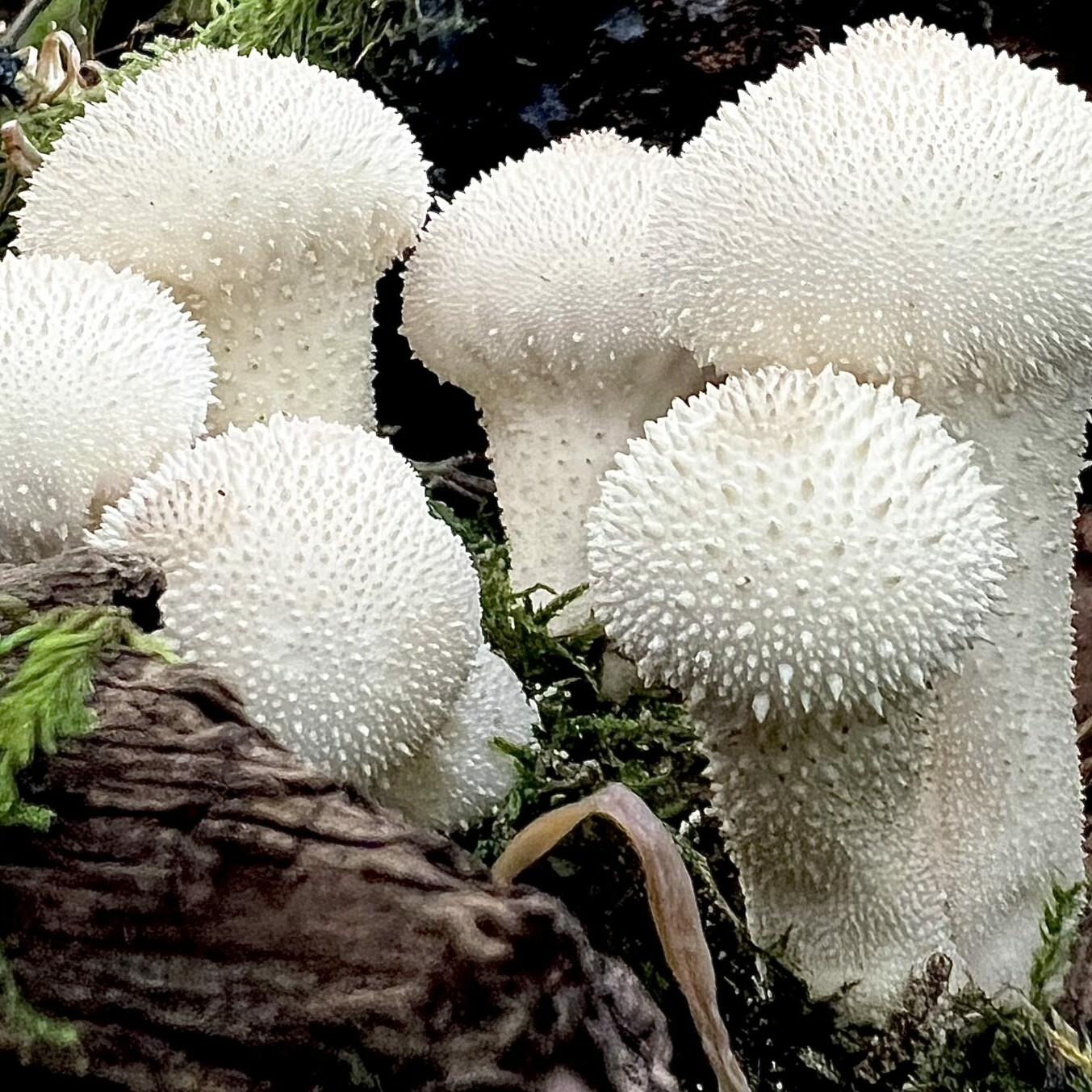 Emotionales Bild (Flaschen Stäubling lat. Lycoperdon perlatum)