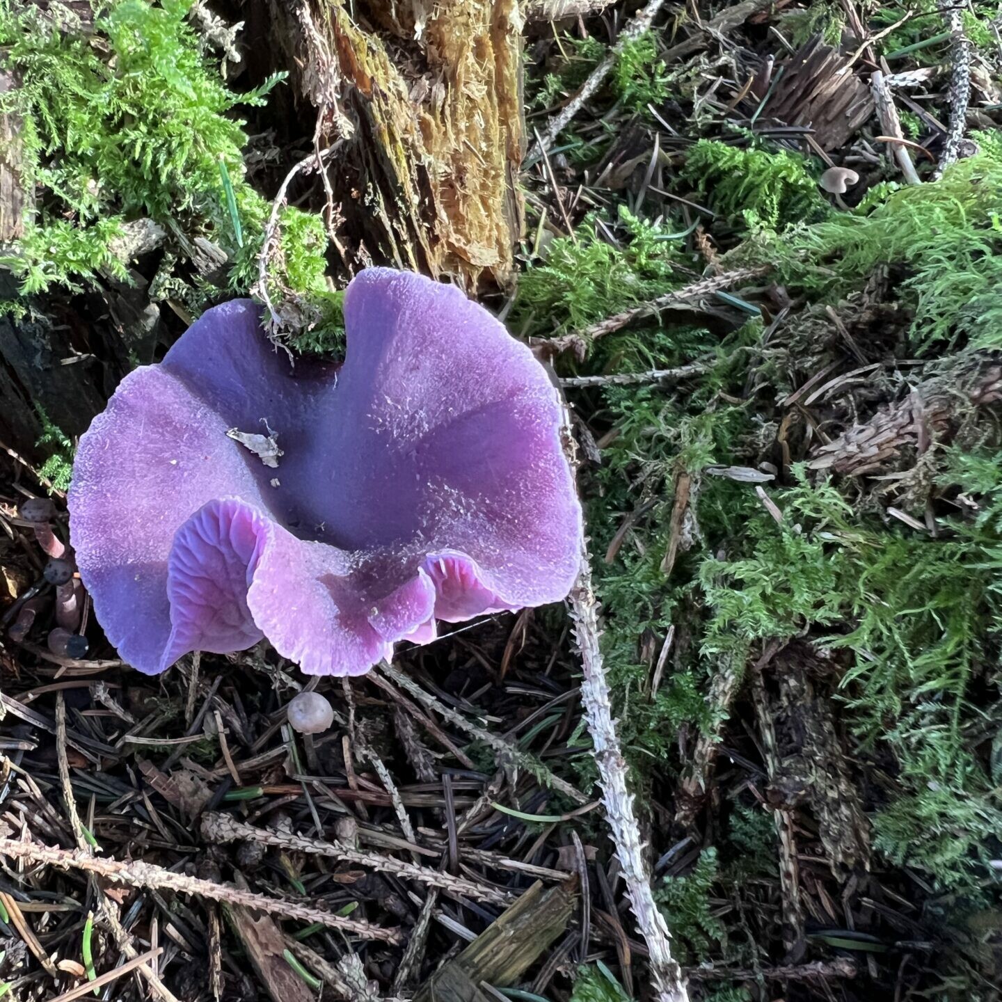Emotionales Bild (Violetter Lacktrichterling lat. Laccaria Amethystina)